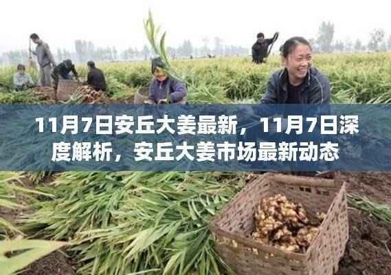 11月7日安丘大姜市场最新动态深度解析