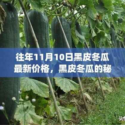 黑皮冬瓜背后的故事,友情、家庭与季节的交织,最新价格揭晓
