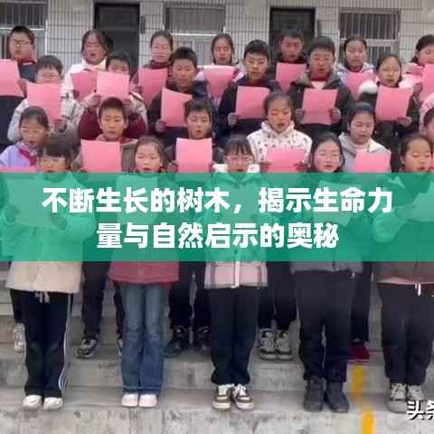 不断生长的树木,揭示生命力量与自然启示的奥秘