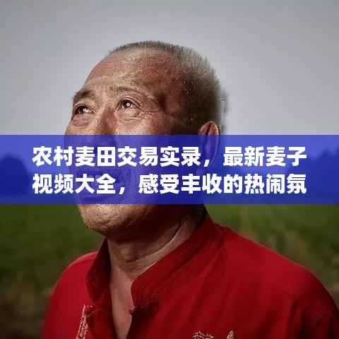 农村麦田交易实录，最新麦子视频大全，感受丰收的热闹氛围