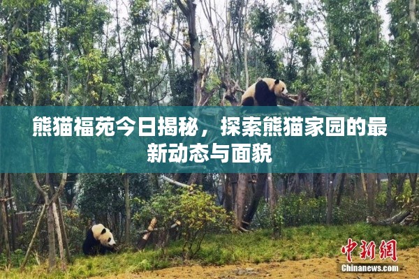 熊猫福苑今日揭秘,探索熊猫家园的最新动态与面貌