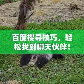 百度搜寻技巧，轻松找到聊天伙伴！