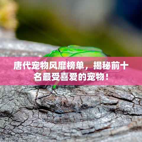 唐代宠物风靡榜单,揭秘前十名最受喜爱的宠物!