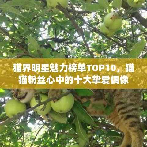 猫界明星魅力榜单TOP10，猫猫粉丝心中的十大挚爱偶像