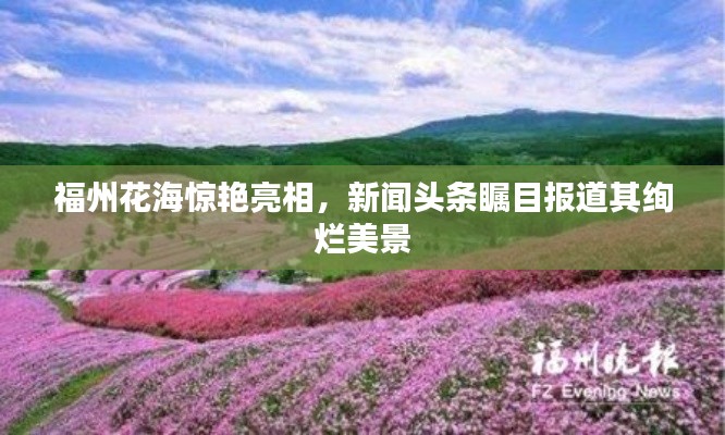 福州花海惊艳亮相,新闻头条瞩目报道其绚烂美景